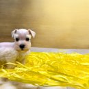 트루디독 이미지