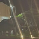 KIRINE(키린느) 이미지