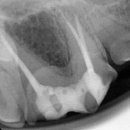 크라운 동물병원 이미지