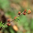 일본잎갈나무(Larix kaempferi (Lamb.) Carriere)