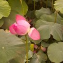 덕원관광농원 이미지