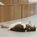 나도 고양이 생겼다 | 대구 동성로 캣플해븐 ｜고양이만 80마리? 시설 깔끔해서 놀란 고양이카페, 귀여운 냥이들 구경하세요