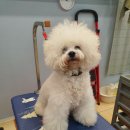 삐삐펫살롱 이미지