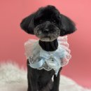 또왕또왕 Dog Salon 이미지