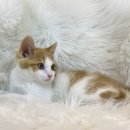 도그마루 강아지 고양이 천안아산점 이미지