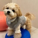 일산애견호텔 애견유치원 맘바이 일산점 | 강아지 세상인, 일산애견호텔 애견유치원 맘바이 일산점 후기