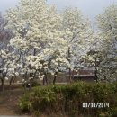 153농장 Daum카페