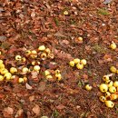 느랭이골 자연휴양림 일반야영장 이미지