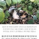 울산 왕복 10차선 도로 앞에 유기된 강아지 구조 (방광염 앓는 개를 묶어놓음) 이미지