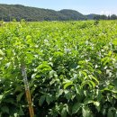 호두나무 이미지