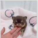 광주강아지분양 펫블리 애견 샵 이미지