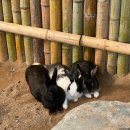 울산대공원남문식당 | 울산대공원 남문 주차장 자전거 대여 동물원 장미원 위치 및 애견 동반 후기