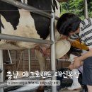 요동목장 | 충남 예산 아그로랜드 태신목장 소젖짜기 건초주기 체험 카페 우유농가
