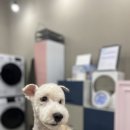 로미 펫 살롱 이미지