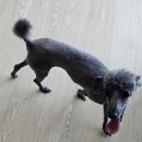 댕댕이묭실 이미지