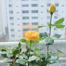 개나리꽃농원 이미지