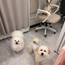 도그레스트 이미지