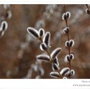 버들강아지 이미지