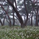 지천솔밭 이미지