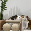 고양이 스크래쳐 / 요기쏘 돌돌이 기둥 스크래쳐