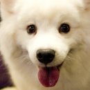 웃는 강아지 이미지