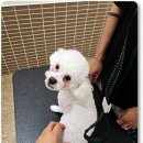 털빨샵 이미지