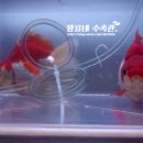 김제양어장