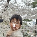 대전광역시노인복지관 | 대전 꽃놀이 / 벚꽃이 예쁜 테미공원 방문기 / 주차, 개화 상황