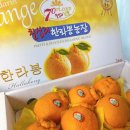 칠십리감귤한라봉농장
