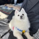 렛츠고강화캠핑 이미지