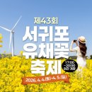 남원읍다목적회관(센터) | 제주도 벚꽃 핫플은 어디? ① (서귀포시)_feat. 벚꽃축제정보 총정리