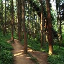 편백나무숲 이미지