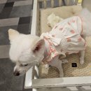 멍멍나래 이미지