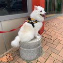 이디모터스 | 10kg 중형견 강아지 이디뚜뚜 전기스쿠터 후기