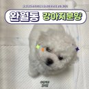 완월동144 | 마산 완월동 강아지분양 무엇이든지 물어보개 feat. 유앤미펫 김해점