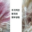 뭉치동물약국 이미지