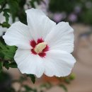 화성무궁화 이미지