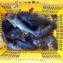 복만호 좌대낚시 네이버블로그