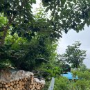 쌍둥이네 애견 이미지