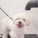 도담도담이발소 이미지