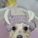 아모르 댕 이미지