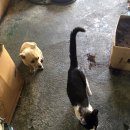 라피드 모터스 이미지