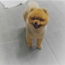 할리우드펫 이미지