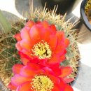 조은하루 이미지