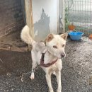 꼬리살랑 이미지