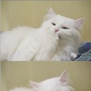해어랑 이미지
