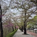제주 신례리 왕벚나무 자생지 | [이희용의 줌렌즈] 벚꽃에 죄가 있을 리 없으니 미워할 이유도 없어