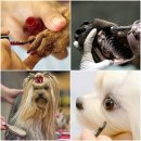 애견아트 이미지