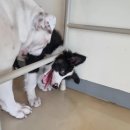 댕글벙글 이미지