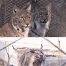 맹수 농장 이미지